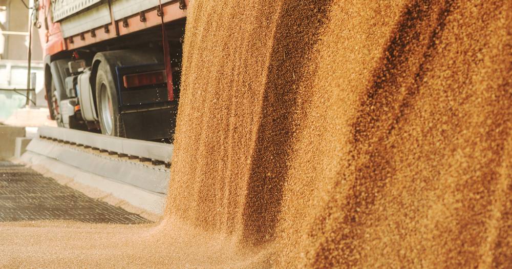 Grain quality reflects seasonal conditions | The Land