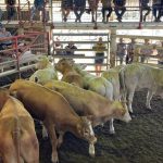 Indonesia courts other live cattle suppliers