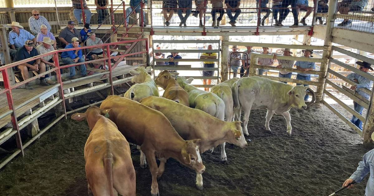 Droughtmaster cows sell for $1040 at Laidley