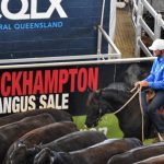 Commercial demand a driving factor behind Rocky Brangus Sale's 'solid' result