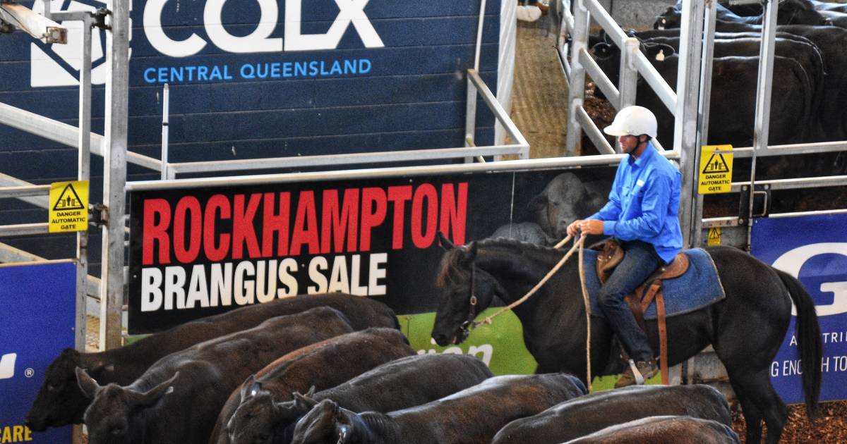 Commercial demand a driving factor behind Rocky Brangus Sale 'solid' result