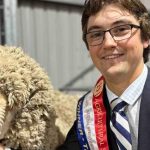 Selling action at the Wurrook Merino sale