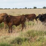 Weaner steers reach 258c at Biggenden