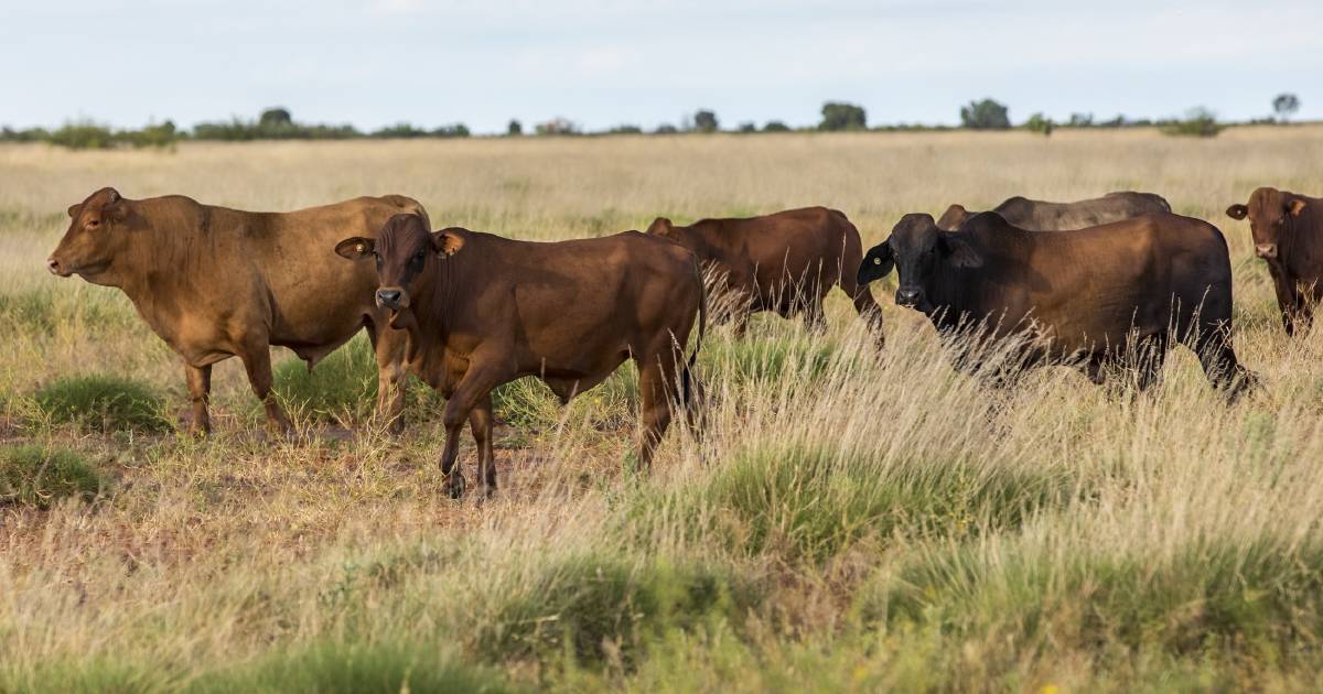 Kimberley cattle empire up for sale across 30,000 square kilometres