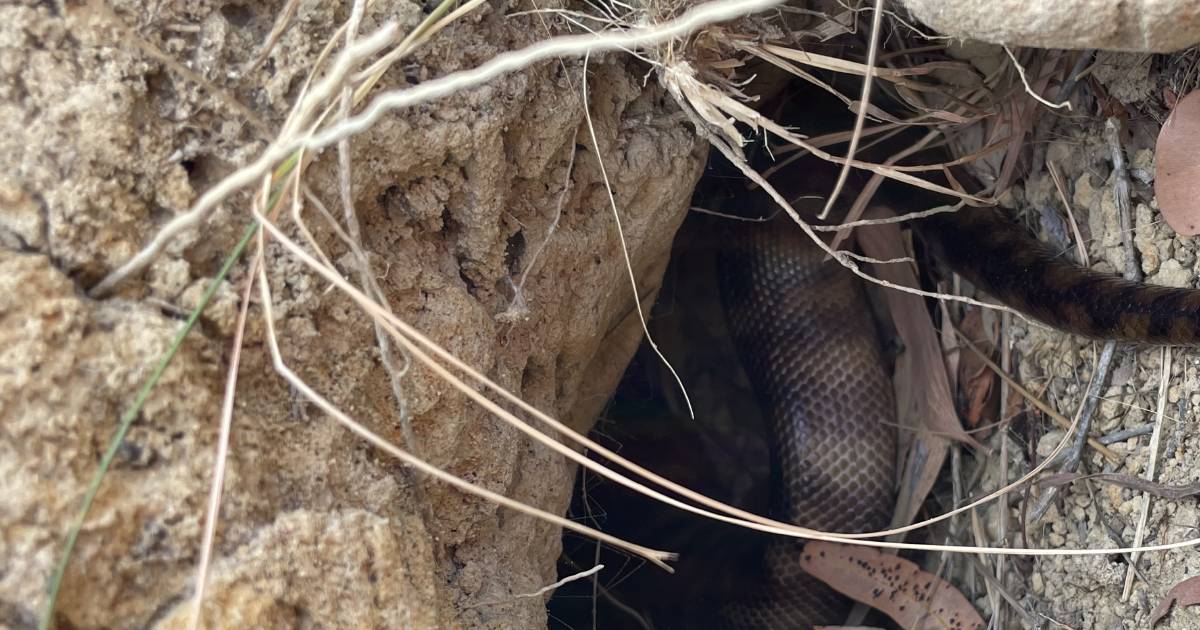 Snake-eat-snake world at NQ sanctuary