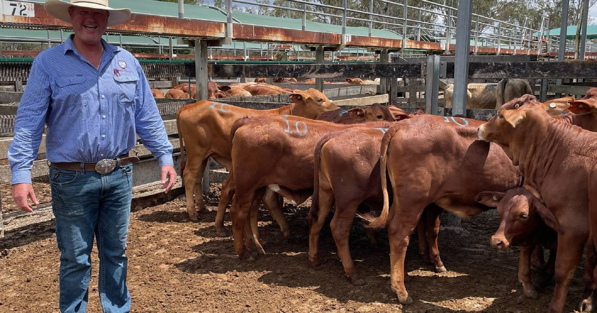 Gympie cattle sale of 760 head sell in a “hard” market | Queensland Country Life