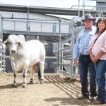 Local buyer secures top-priced ram at Mullengudgery sale