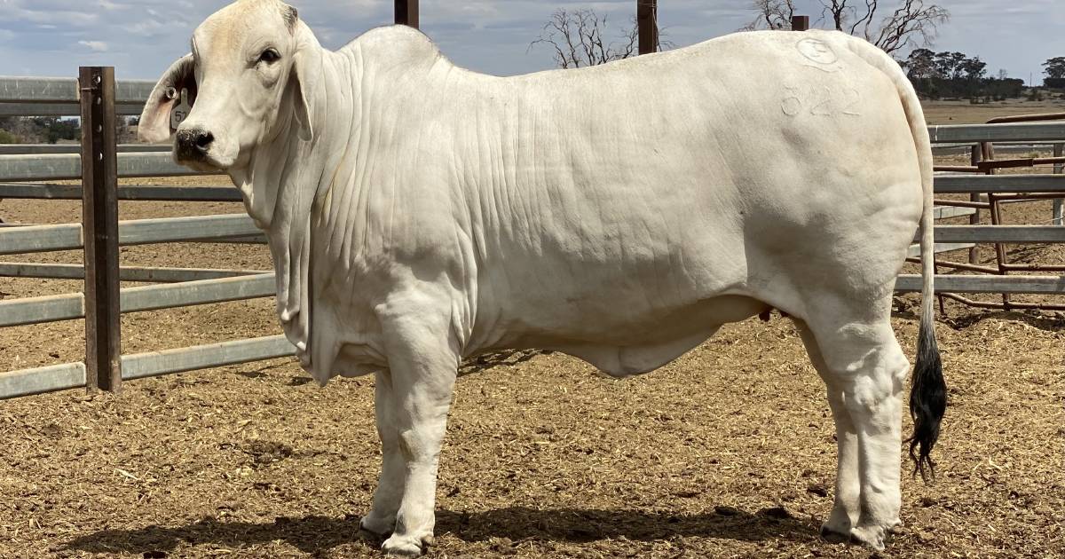 Keddstock heifer tops Great Eastern Brahman Female Sale