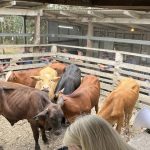 Nebraska & SDSU launch Great Plains Heifer Development Program