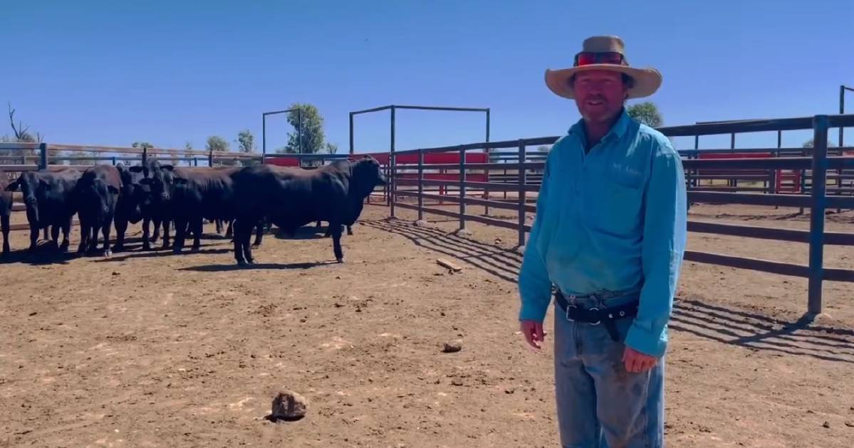 NBPE feedlot steer challenge wraps up at Laurel Hills Feedlot