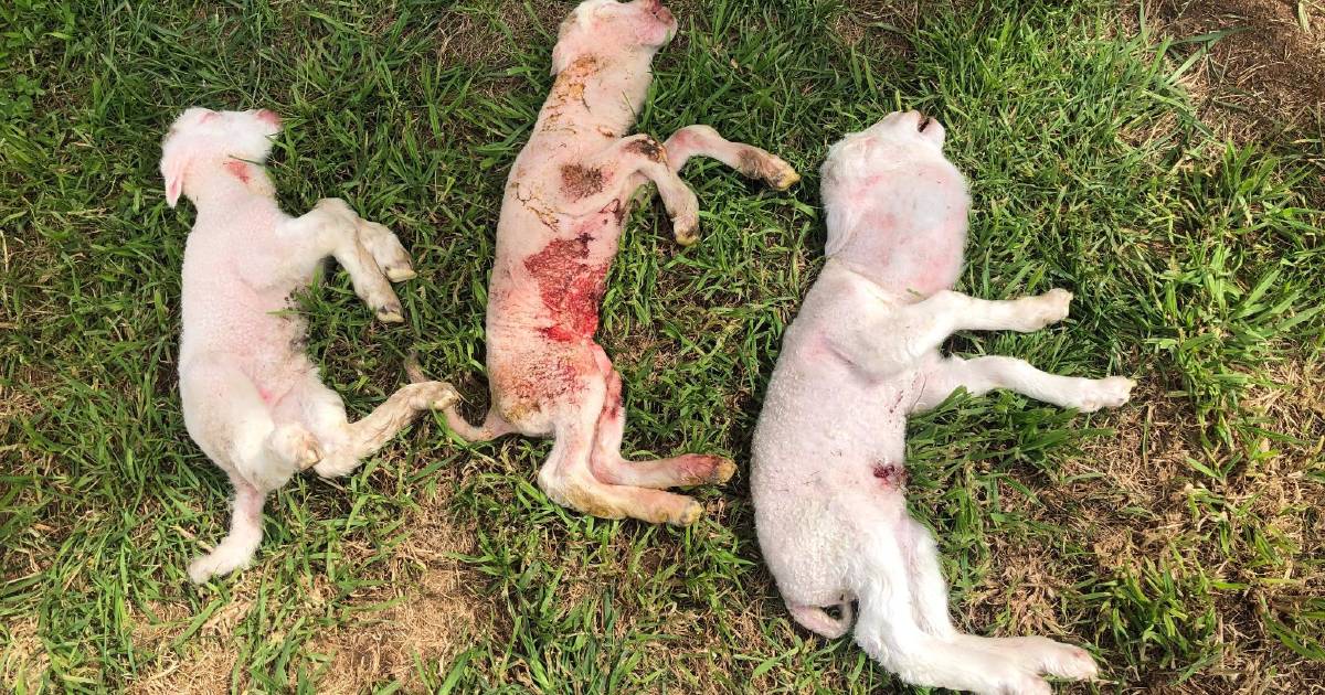 Stillborn lambs found with goitres late in lambing season