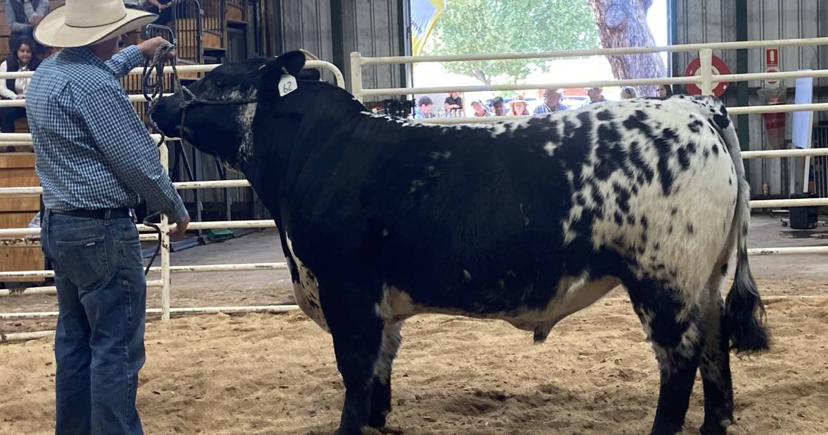 Females sought after at Southern Invitational Speckle Park sale