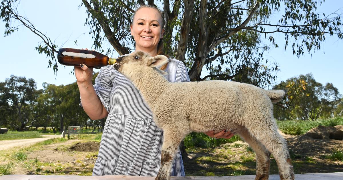 Meet Gilbert the 'geep', he's part goat and part sheep