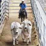 Hedingham White Suffolk starts with $4100 high at Wickepin | Farm Weekly