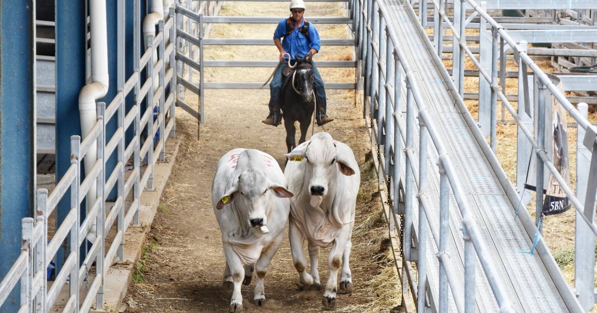 Rockhampton Brahman Week day two top vendor averages