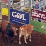 Roma store sale steers top at 272c/kg, 3981 head yarded | Queensland Country Life