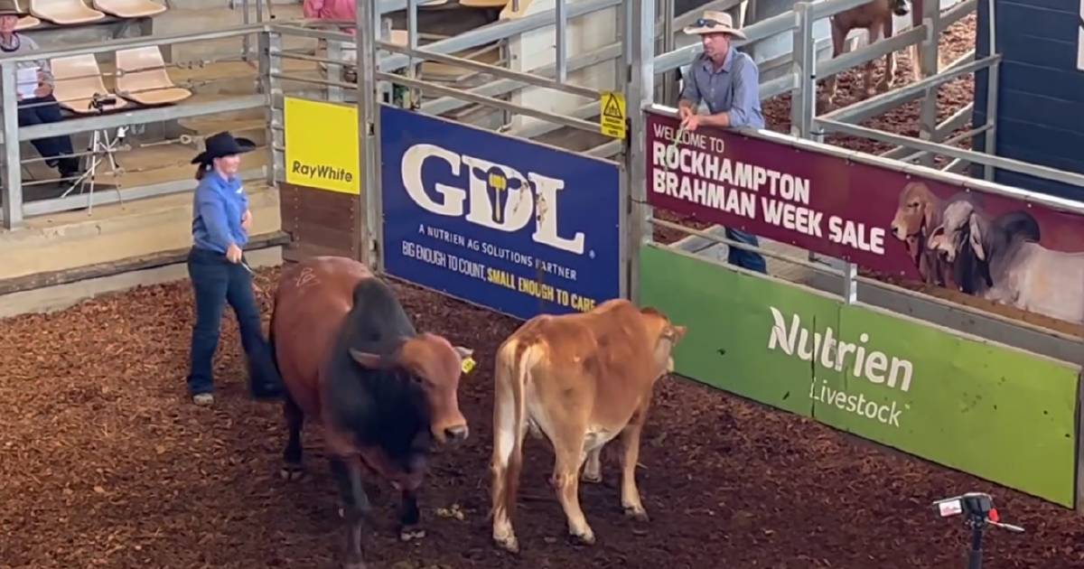 Second red Brahman bull sells for six figures on day three of RBWS