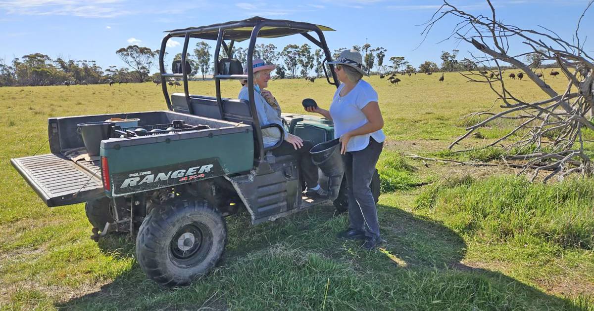 Super sized emu eggs make mighty cakes and quiches