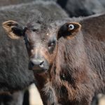 Outstanding Angus steers win at Moreton Beef Classic | Photos