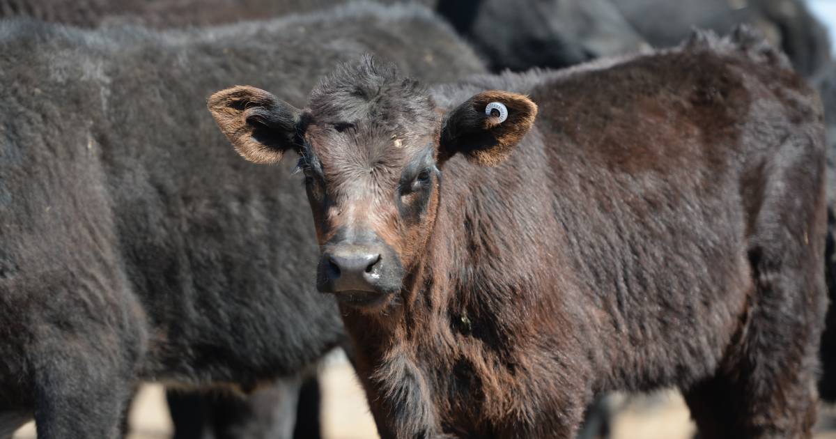 Southern buyers active at Maitland store cattle sale