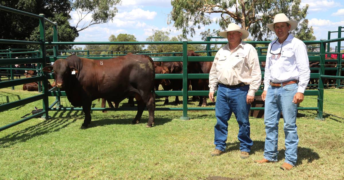 Strathmore Santa Gertrudis sale at Blackall receives wide support | Queensland Country Life