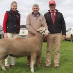 Strathmore Santa Gertrudis sale at Blackall receives wide support | Queensland Country Life