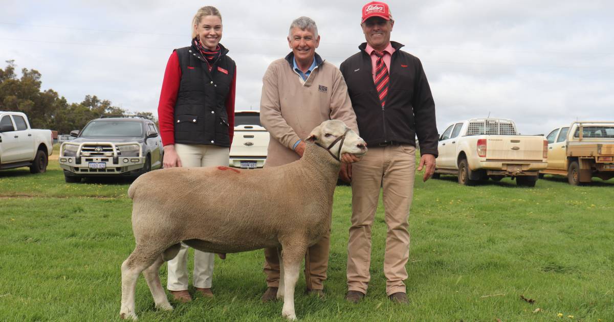 Brimfield White Suffolk realises $3000 at Kendenup | Farm Weekly