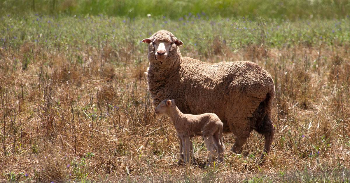 How to balance spring lambing with drought feeding