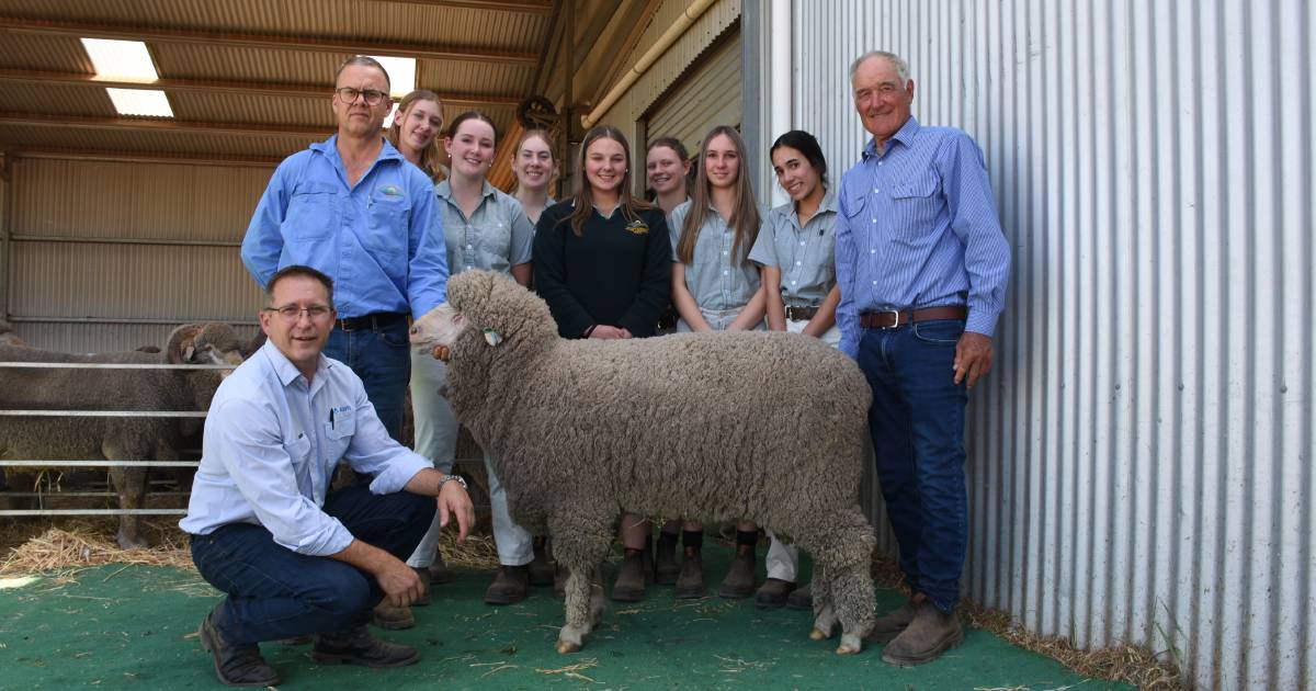 Tilba Tilba Poll Merino tops at $3000 at Williams | Farm Weekly