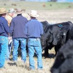 Glimmer of hope for cattle and beef markets | The First Draft