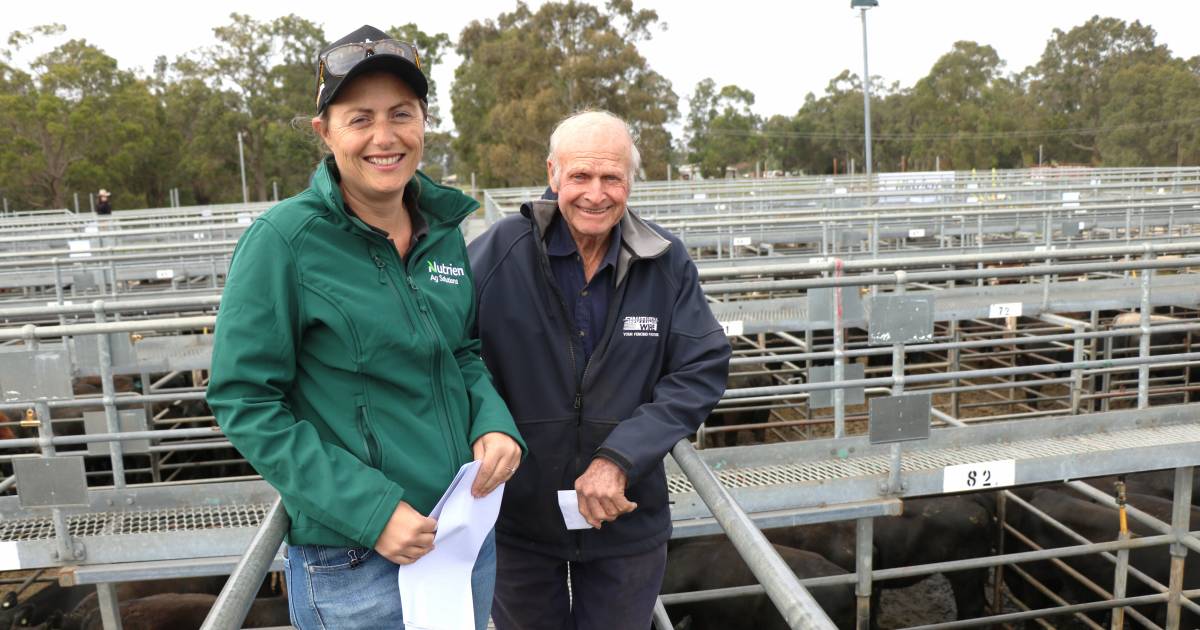 Beef steers and heifers benefited from increased competition