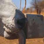 Meet the young guns of the Brahman stud game