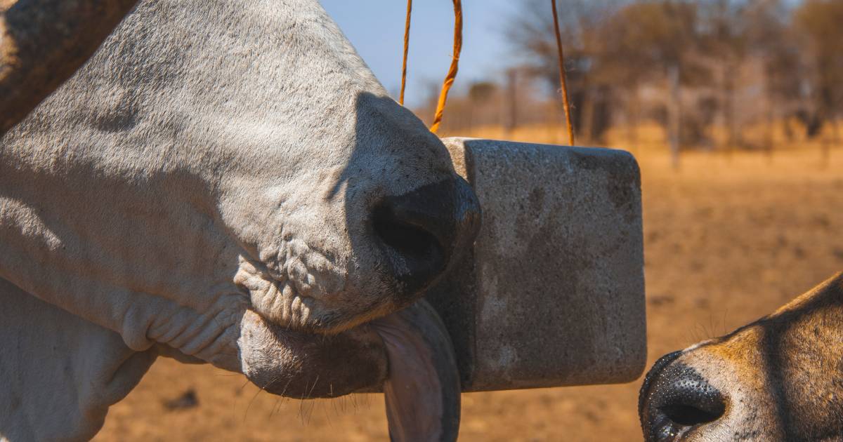 Lick blocks, molasses in short supply as graziers bunker down for dry