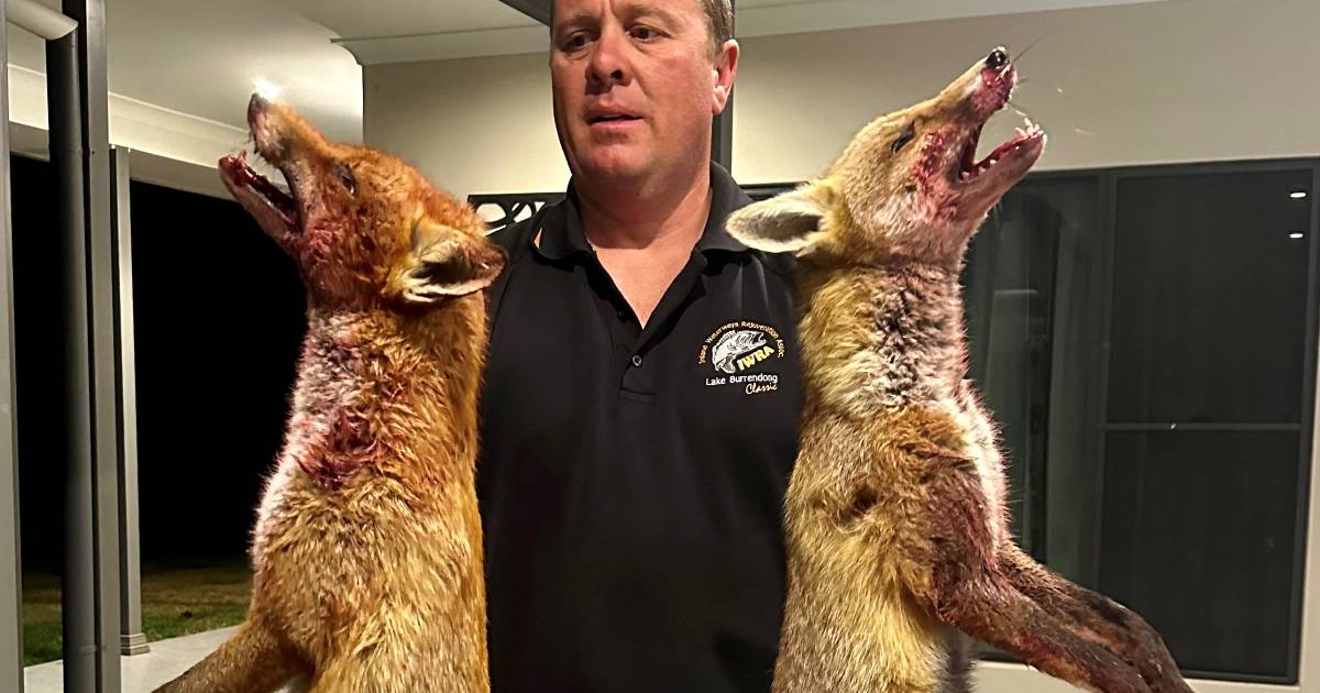 Matt Hansen takes down 23 foxes on his Dubbo hobby farm | The Land