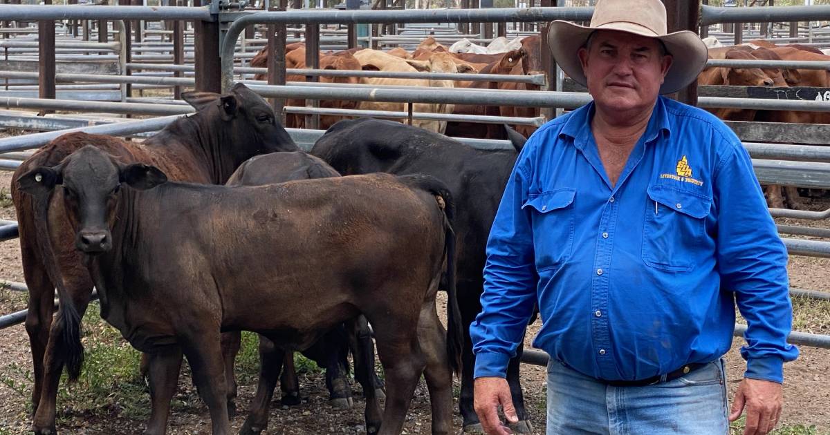 Nebo yarding sees steers sell to 221c/kg average