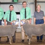 Return buyers underpin Grathlyn Merino and Lynford Poll Merino sale