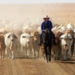 Beef steers attract strong interest at Boyanup sale