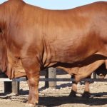 Malanda graziers and Babinda butcher claim best beef at Rocky Creek Abattoir Carcase Competition