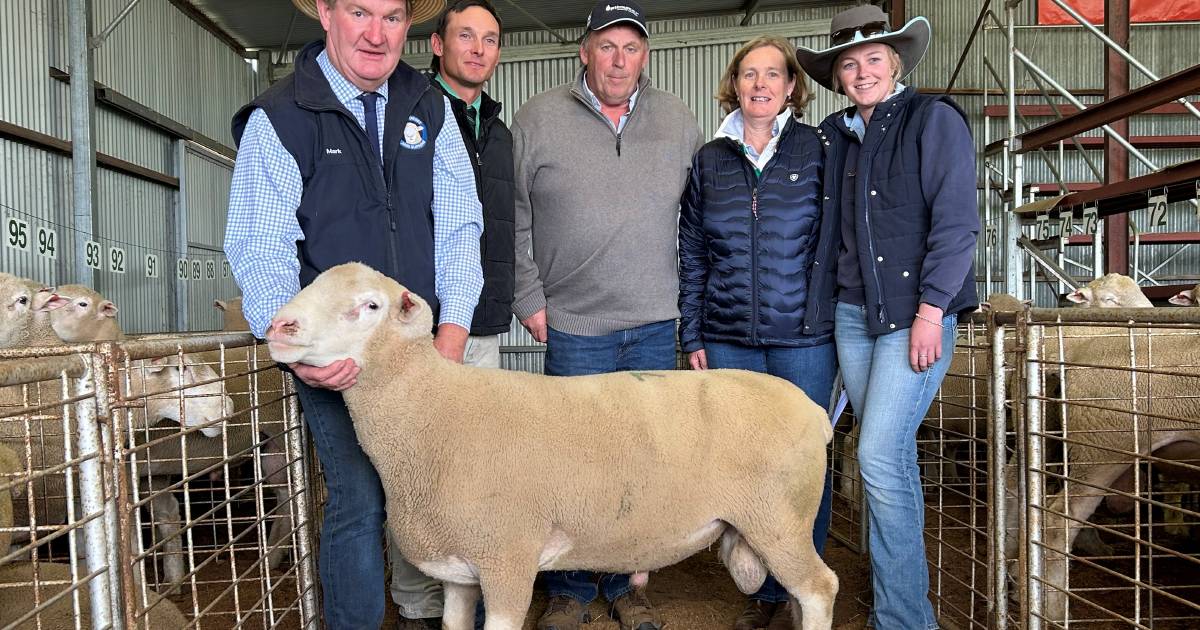 ‘Thrilling’ result for Barwon Poll Dorsets and White Suffolks | The Land