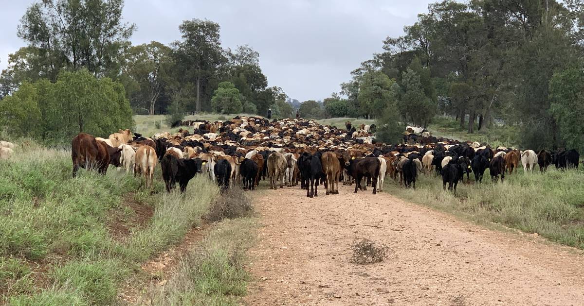 Farmers planning to sell land wait on the early demise of El Nino and a commodity price bounce | Queensland Country Life