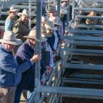 AuctionsPlus cattle listings plummet | Queensland Country Life