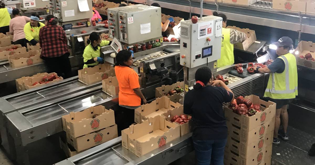 A North Queensland fresh fruit business said its Rural Economic Development grant will prevent food waste and create jobs | North Queensland Register