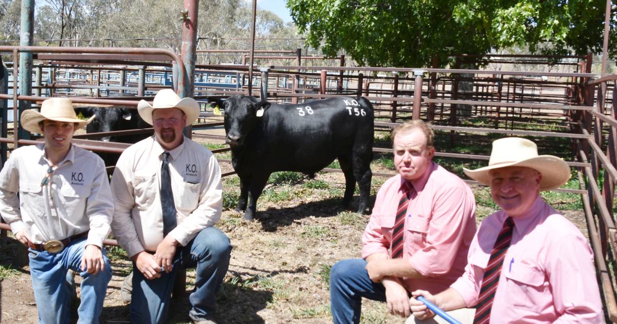 Full clearance at inaugural K.O Angus bull sale at Springsure