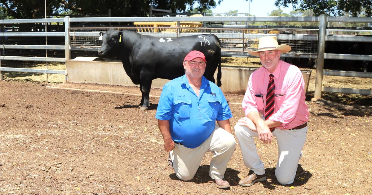 Carabar Angus receive good buyer support at inaugural Blackall sale | Queensland Country Life