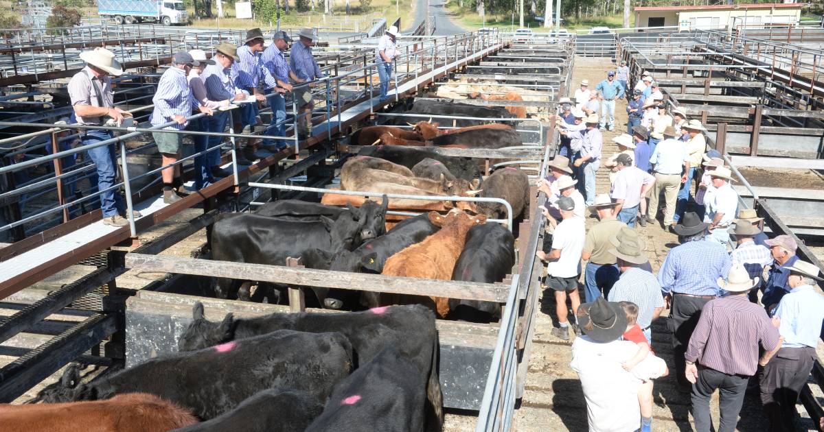 Better lines of store cattle sell firm to slightly dearer at Gloucester | The Land