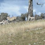 Feeder cattle offered at Yass store sale