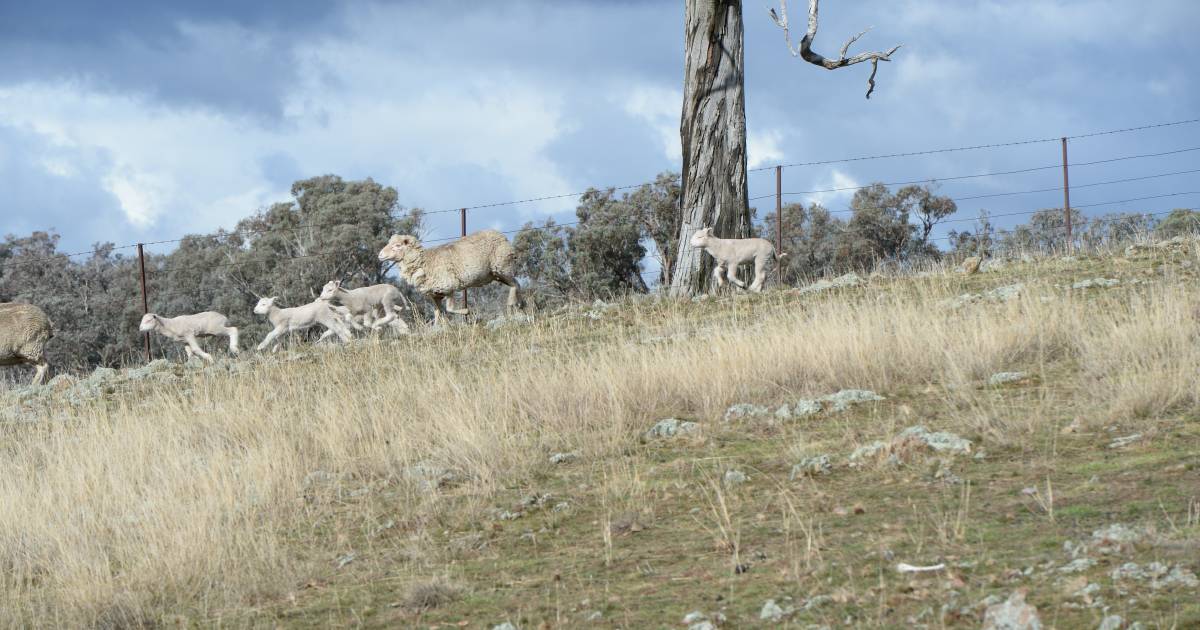 Sheep graziers warned of cold weather this evening