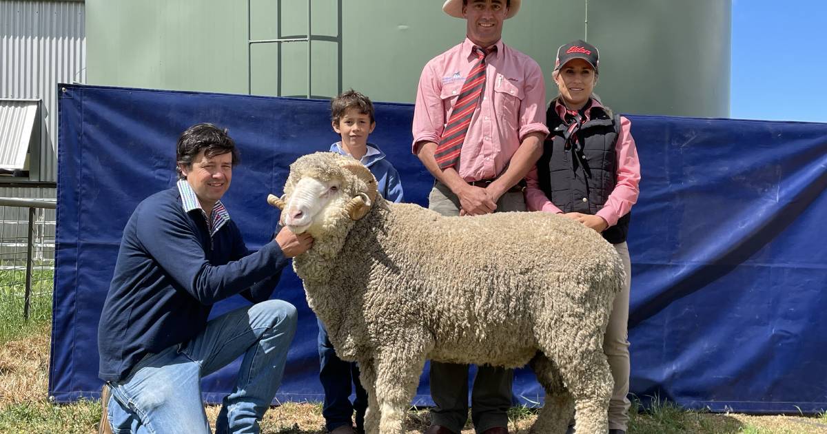 Merrignee Merino's sale-topper to Tasmaninan stud