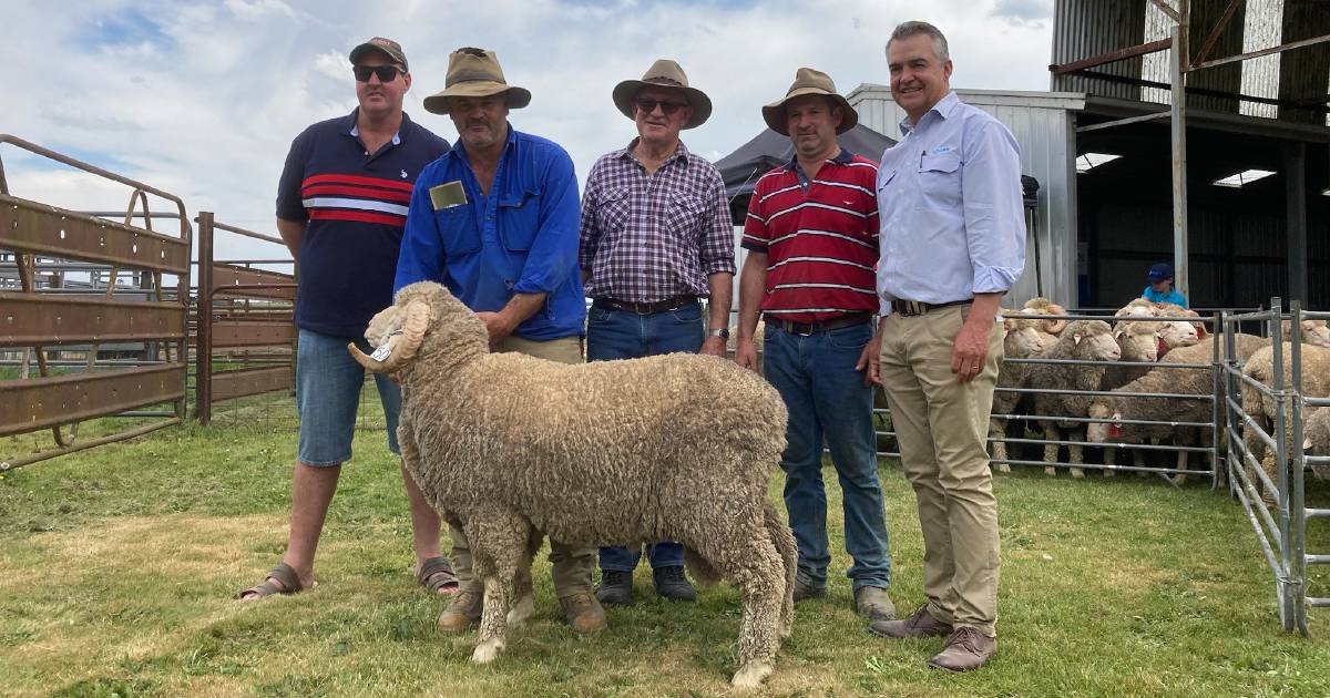 Local support shown at Carrabungla Merino and Poll Merino ram sale