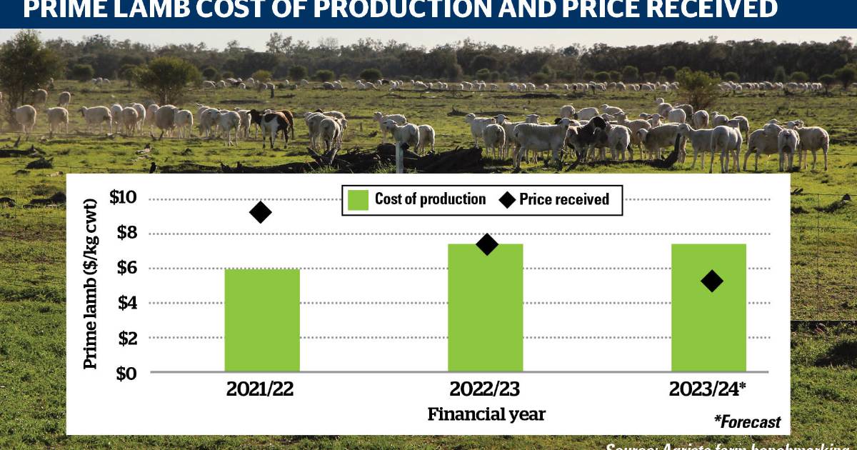 Deal with cost of productions to combat low sheepmeat prices, consultant says | Queensland Country Life